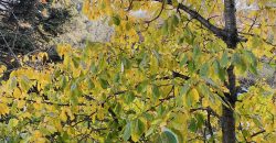 Etiler’de Metro İstasyonu Yanında 3+1 110 m2 Daire